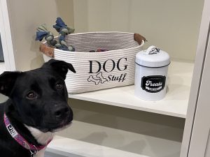 Puppy in staged area with dog treats and toys